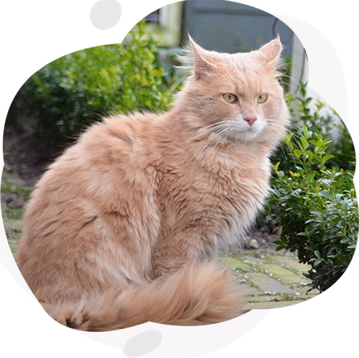 Algemene tips om vachtproblemen bij katten te verhelpen