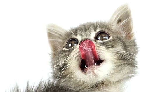 Samen zoeken wij naar oplossingen om de vachtproblemen van je kat te verhelpen